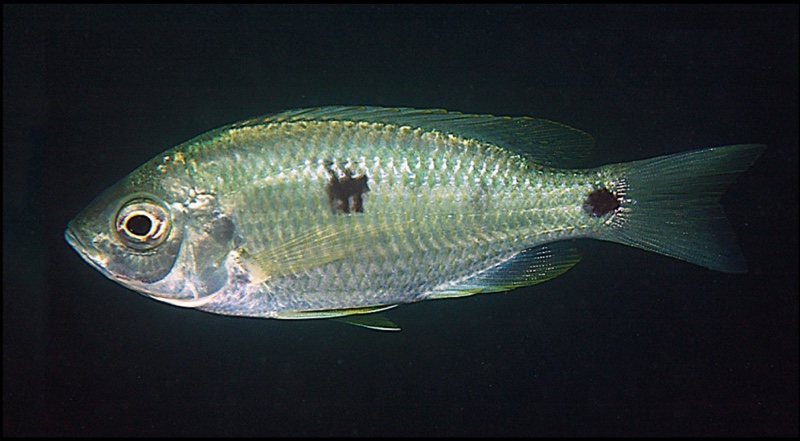Copadichromis chrysonotus 'Boadzulu Island'